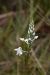 Snowy orchid